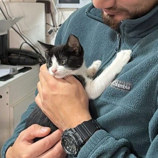 Paciente felino en consulta