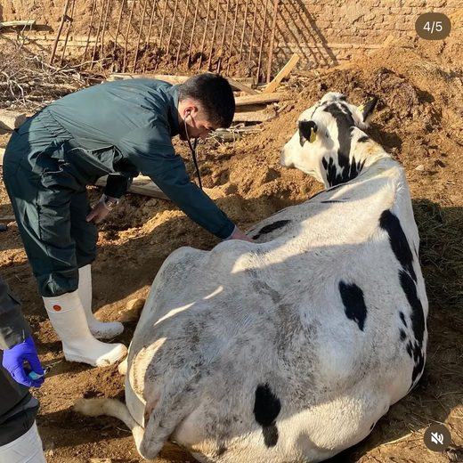 Examen clínico a una vaca echada en un corral