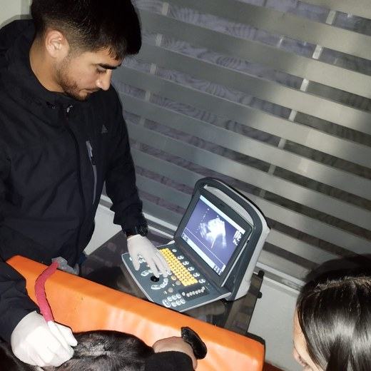 Ecografía veterinaria en curso